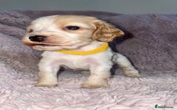 Cocker Spaniel dogs for sale: Stunning Cocker Spaniel Pups - Image 1