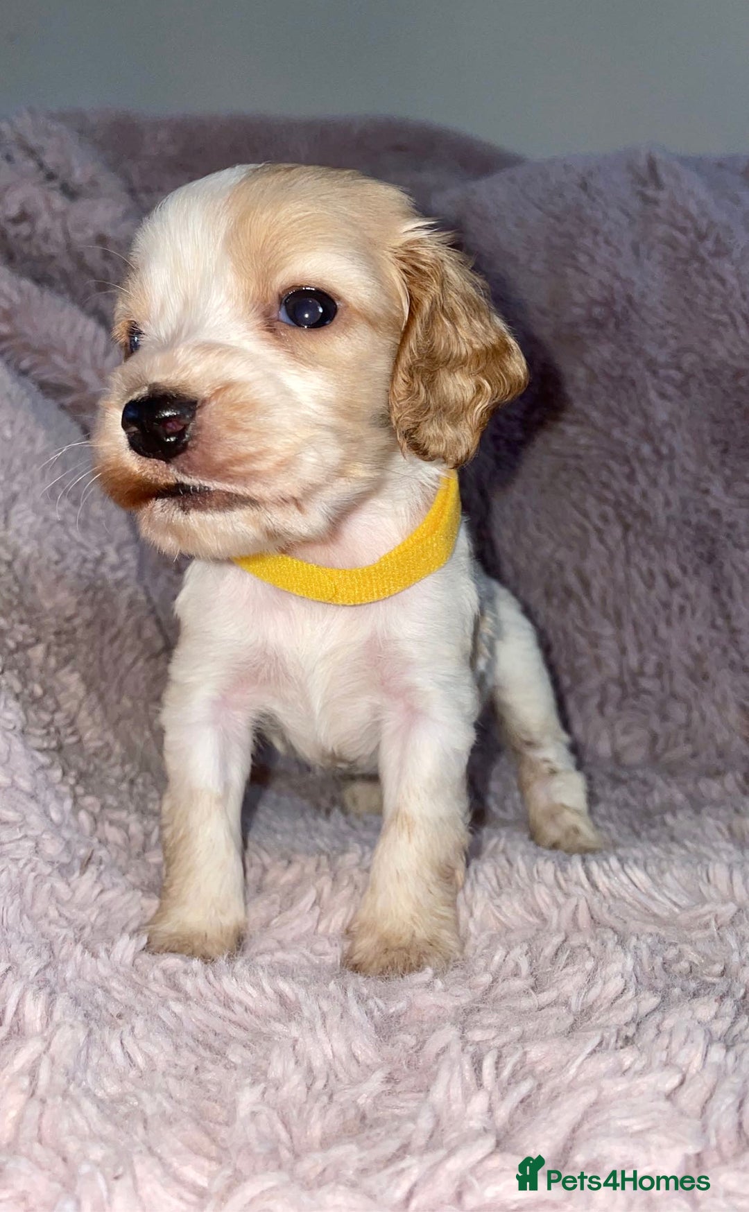 Cocker Spaniel dogs for sale: Stunning Cocker Spaniel Pups - Image 1