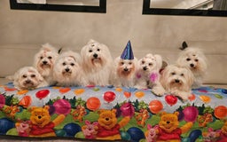 Coton De Tulear dogs for sale: 2 Stunning coton de Tulear girls - Image 8