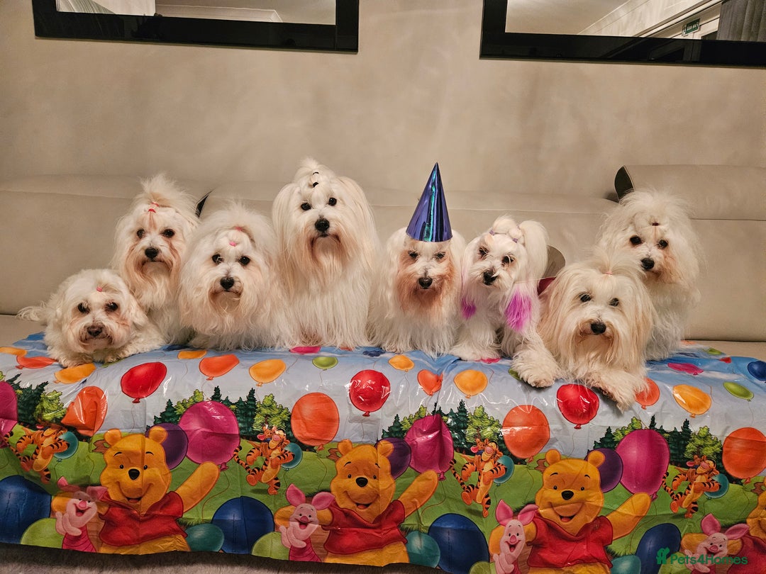 Coton De Tulear dogs for sale: 2 Stunning coton de Tulear girls - Image 8