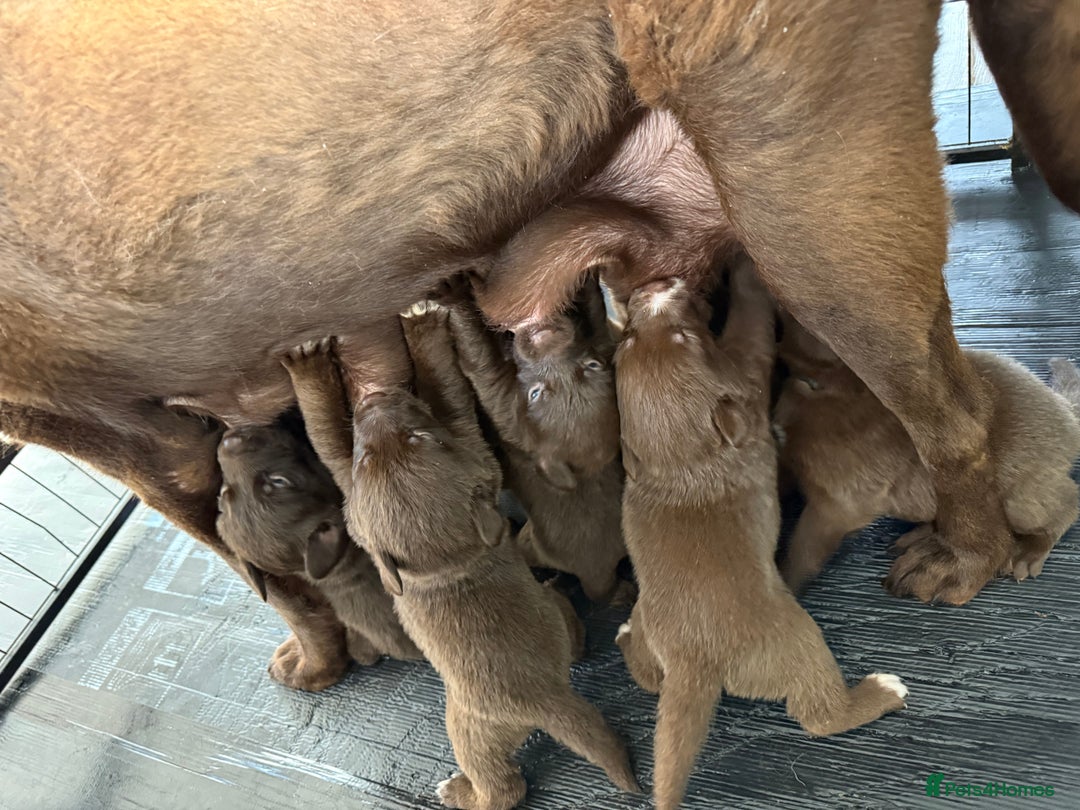 Borador dogs for sale: Gorgeous litter of chocolate Labrador cross pups  - Image 10