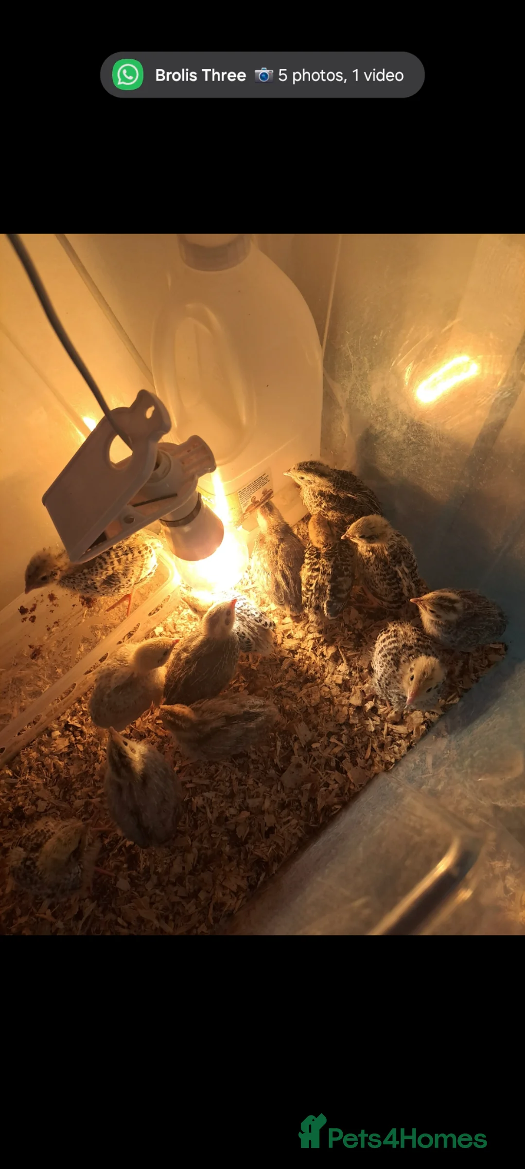 Quail poultry for sale: Quail chicks for sale - Advert 2