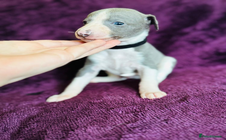 Whippet dogs - Advert 11