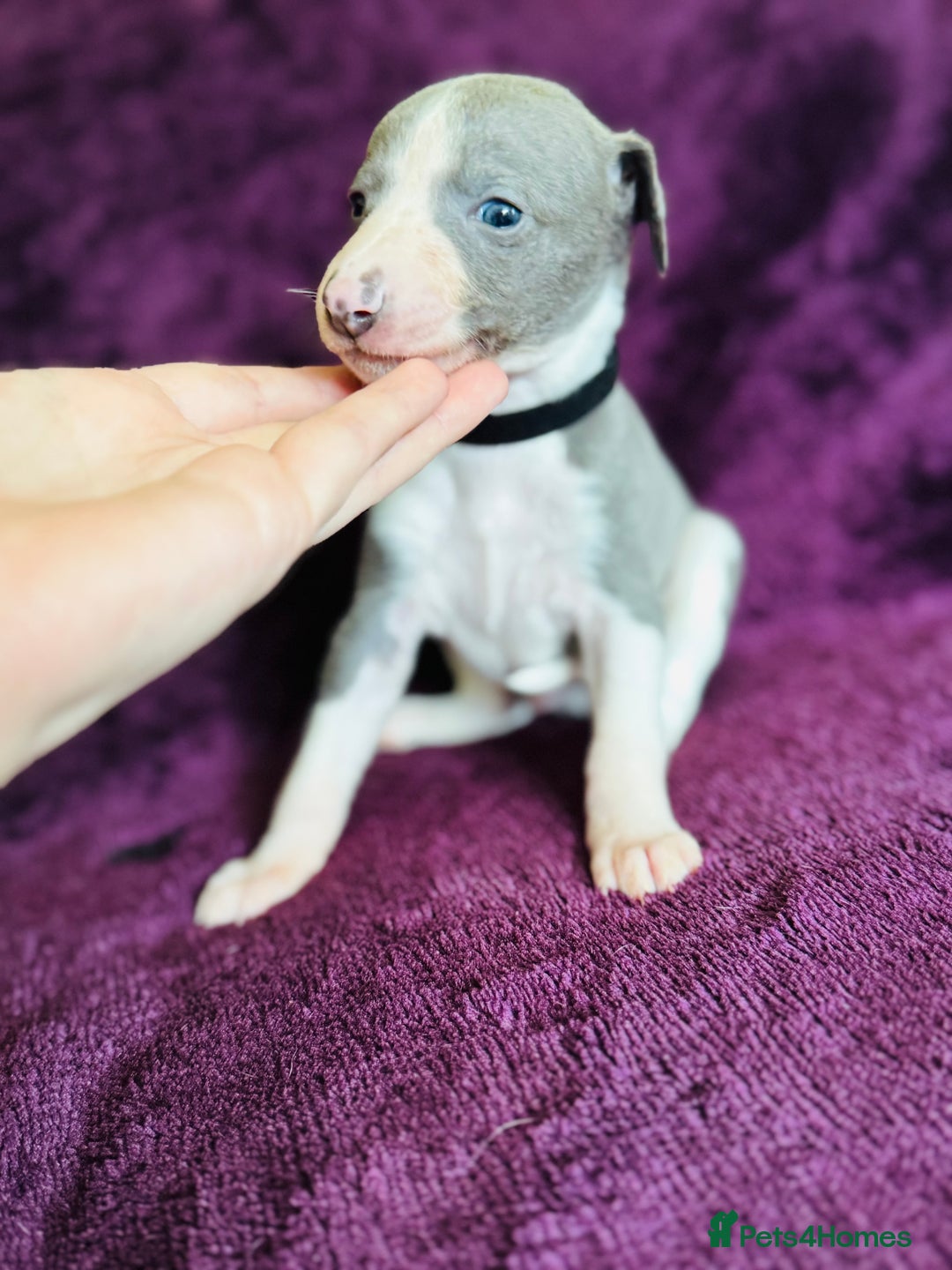 Whippet dogs for sale: All found homes-Beautiful Blue and White Parti BOY - Image 9