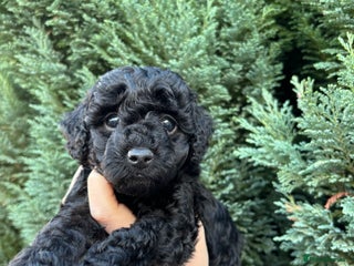 Cockapoo dogs - Advert 12