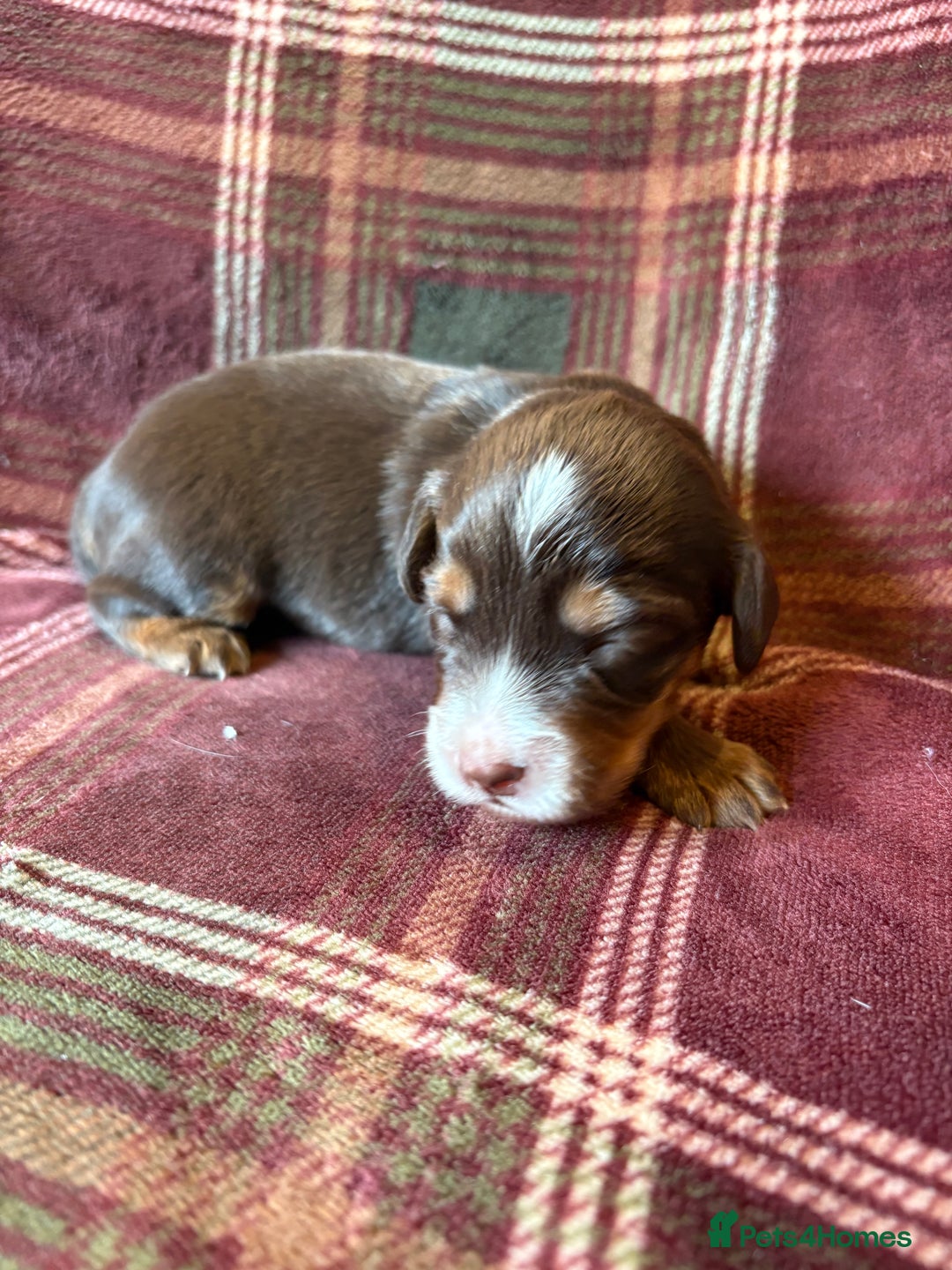 Mixed Breed dogs for sale: Beautiful Cocker X Puppies  - Advert 23
