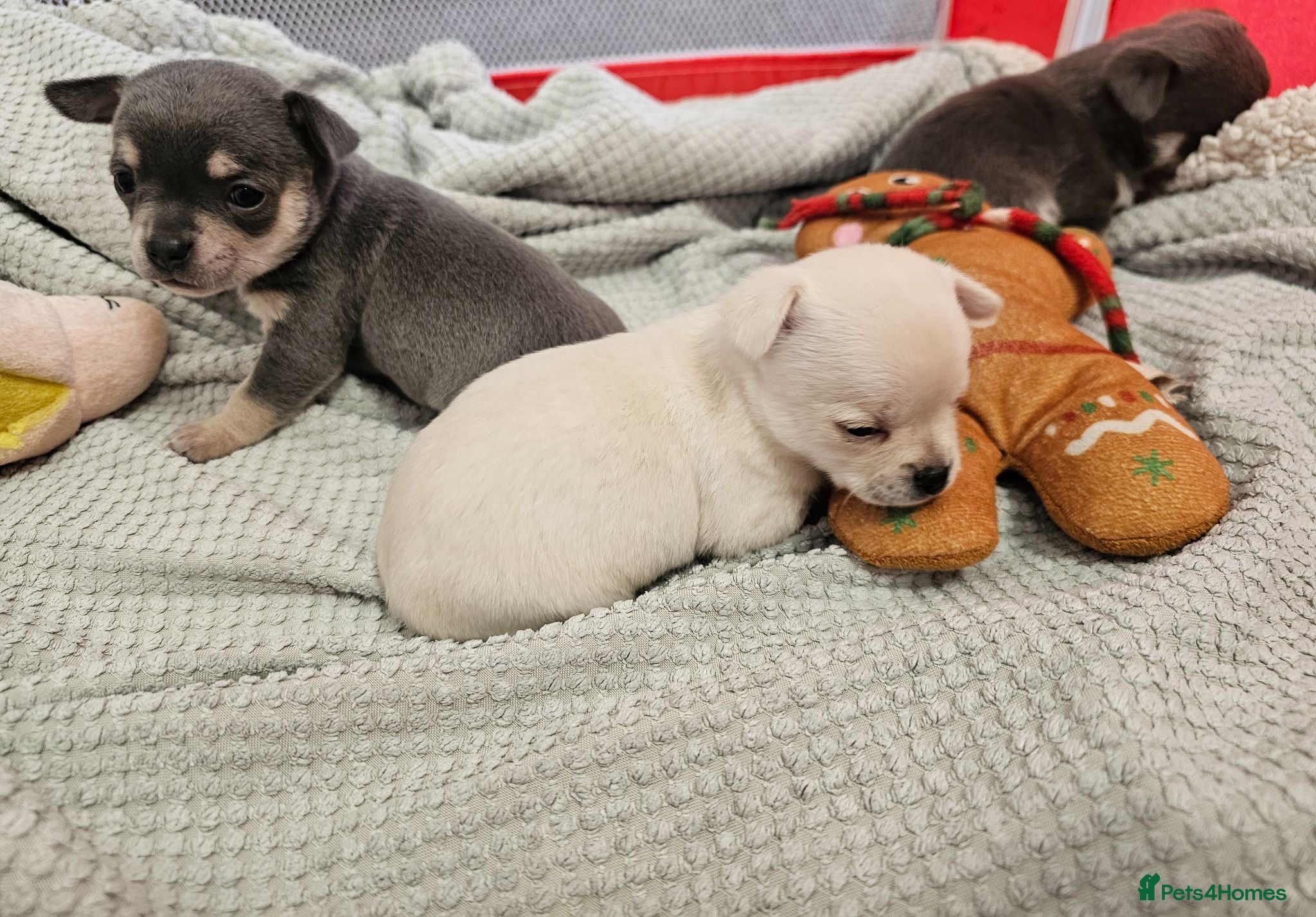 Chihuahua dogs Chihuahua puppies for sale - Advert 16