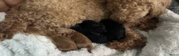 Toy Poodle dogs for sale: 🤩Stunning, Intelligent & Cuddly Fur Babies ⭐️😍 in Walsall - Advert 23