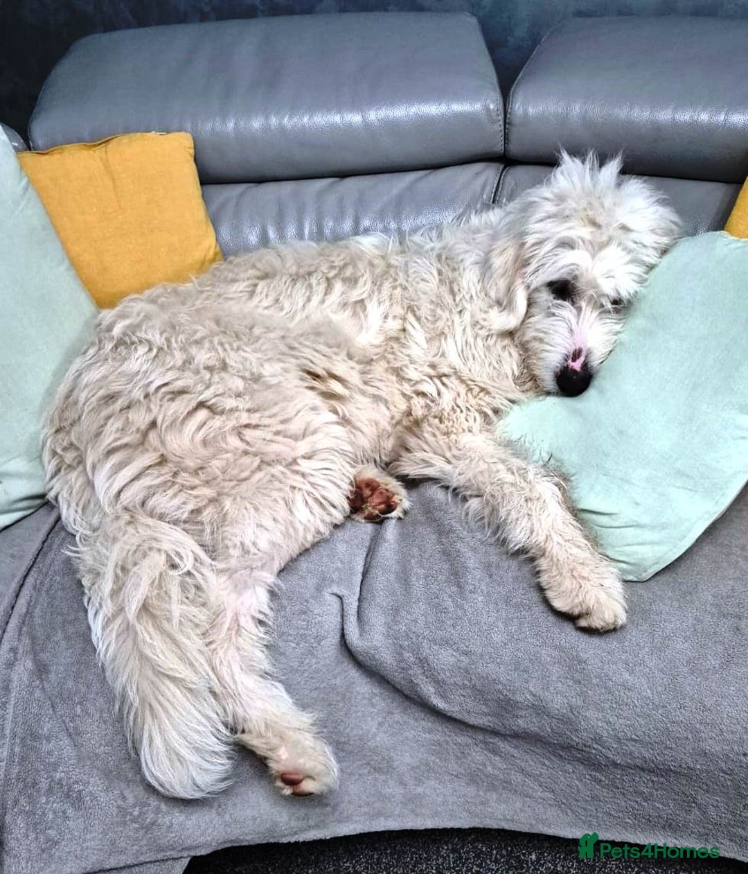 Mixed Breed dogs for adoption: 🖤MEET JOJO🖤 a Superb big Girl for a Loving Home - Advert 25