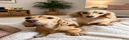 Miniature Dachshund dogs for sale: Miniature long haired blonde cream shaded girl  - Advert 1