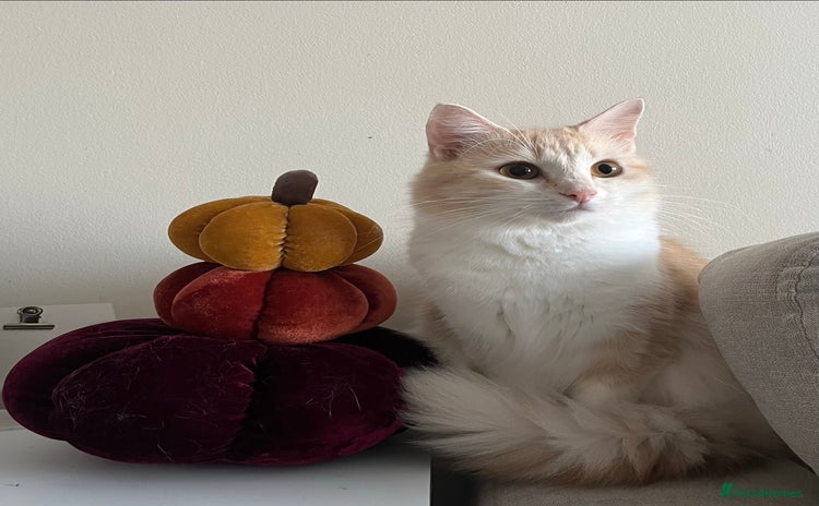 Domestic Shorthair cats - Advert 2
