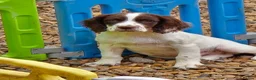 Mixed Breed dogs for sale: Merryn the clumber cross springer - Advert 4