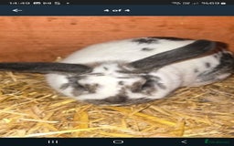 Rex rabbits for sale: Adult rabbits 20£ - Image 1