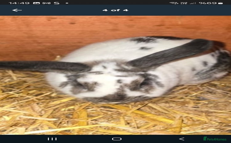 Rex rabbits - Advert 1