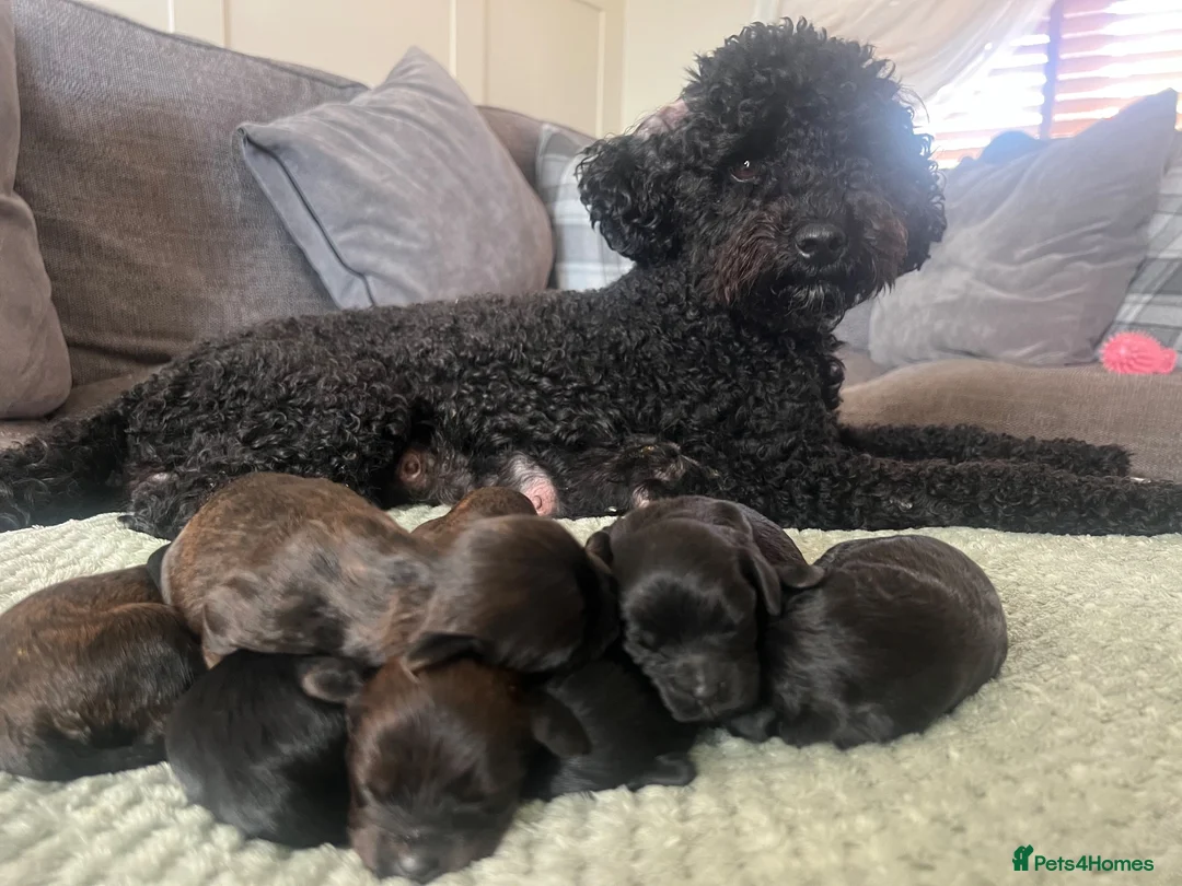 Cavapoo dogs for sale: Cavapoo puppies  in Melton Mowbray - Advert 15