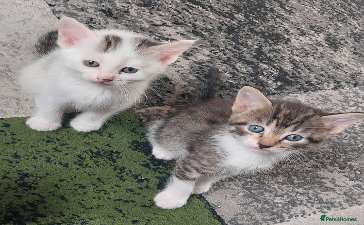 Mixed Breed cats - Advert 1