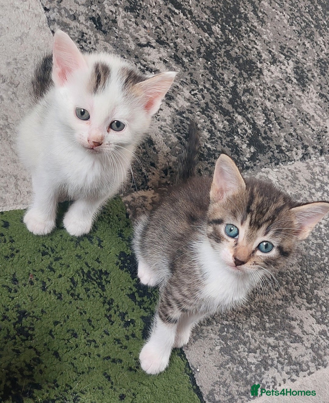 Mixed Breed cats for sale: Kittens for sale - Image 1
