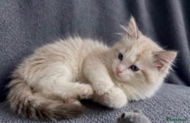 Ragdoll cats Ragdoll kitten 13 weeks old  - Advert 1