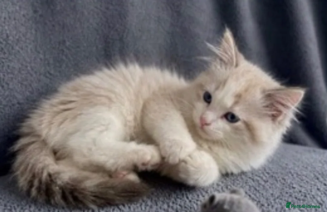 Ragdoll cats for sale: Ragdoll kitten 13 weeks old  in Rowley Regis - Advert 1