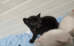 Mixed Breed cats for sale: Kittens Available to Reserve - Image 11