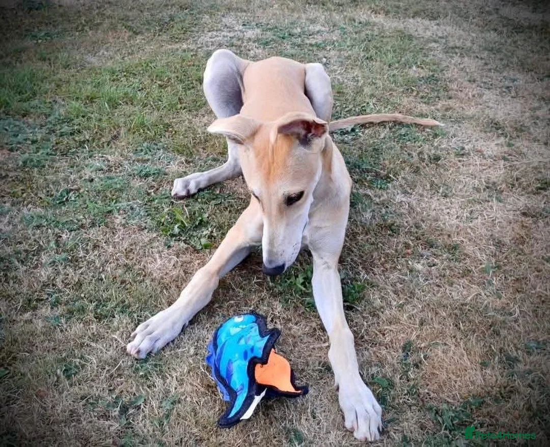 Mixed Breed dogs for adoption: Lyra 6 month old puppy- sweetheart  in Usk - Advert 2