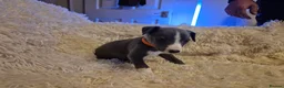 Mixed Breed dogs for sale: ONE BOY PUP LEFT!!! whippet dad and whippet cross - Advert 23