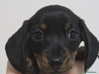 Miniature Dachshund dogs Last kc girl - Advert 3