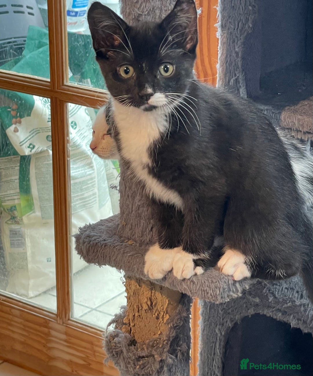 Mixed Breed cats for sale: Kitten for sale  - Advert 5