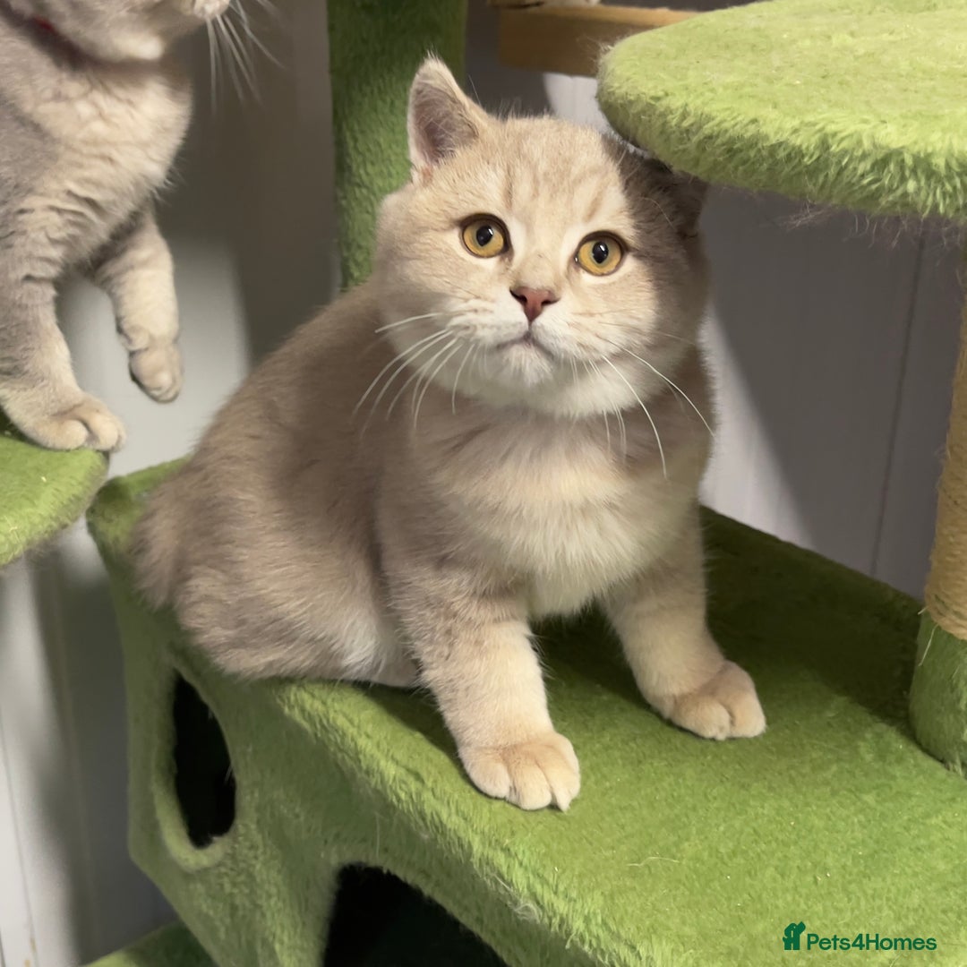 British Shorthair cats for sale: 🚨One Girl Ready to leave 🚨GCCF British Shorthair - Image 29