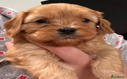 Cavapoo dogs for sale: Cavapoo crossed cavapoo f2 toy puppies - Image 2