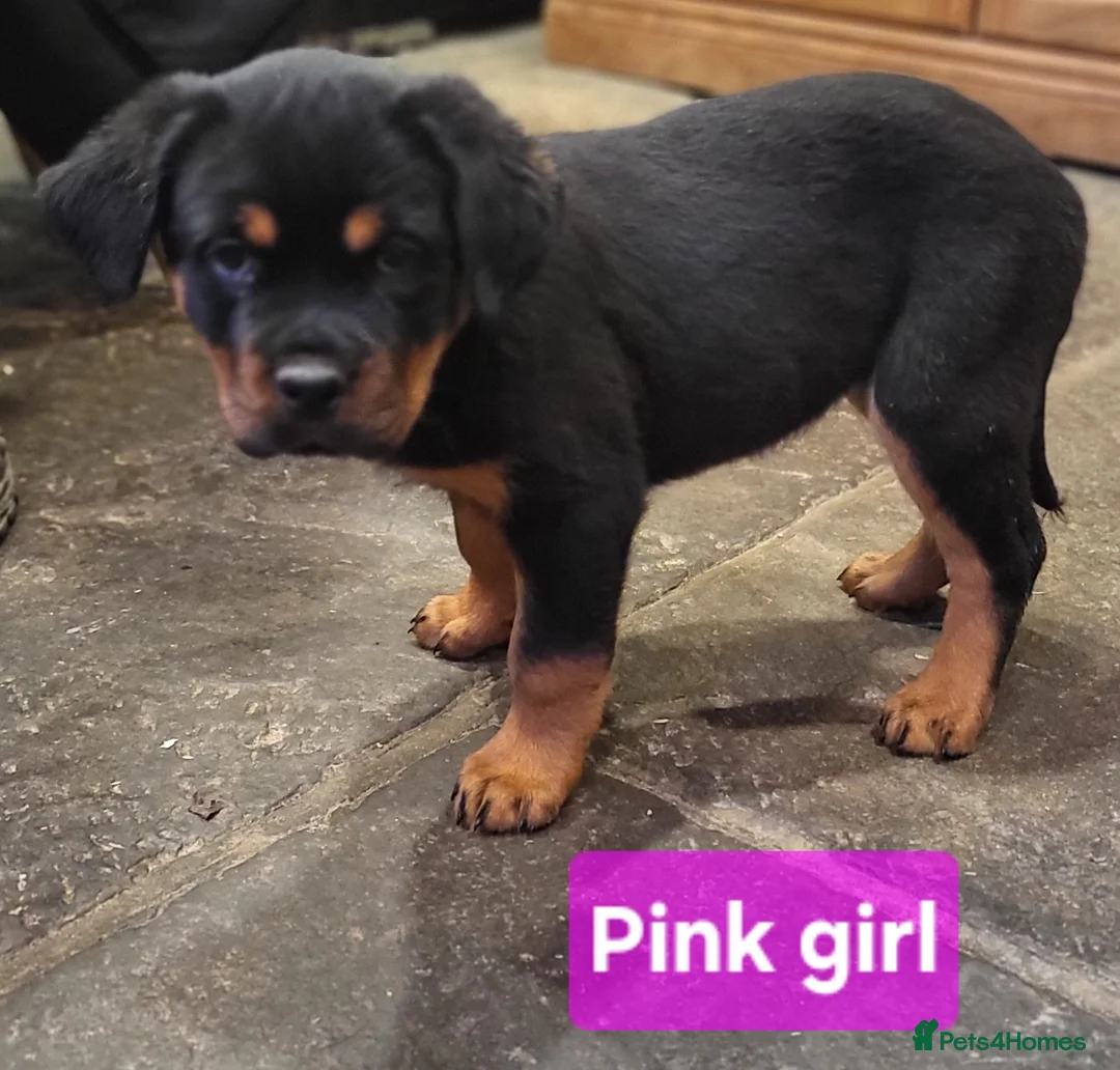 Rottweiler dogs for sale: Chunky Rottweiler Puppies - Advert 18