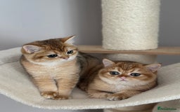 British Shorthair cats for sale: BSH golden kittens - Image 6