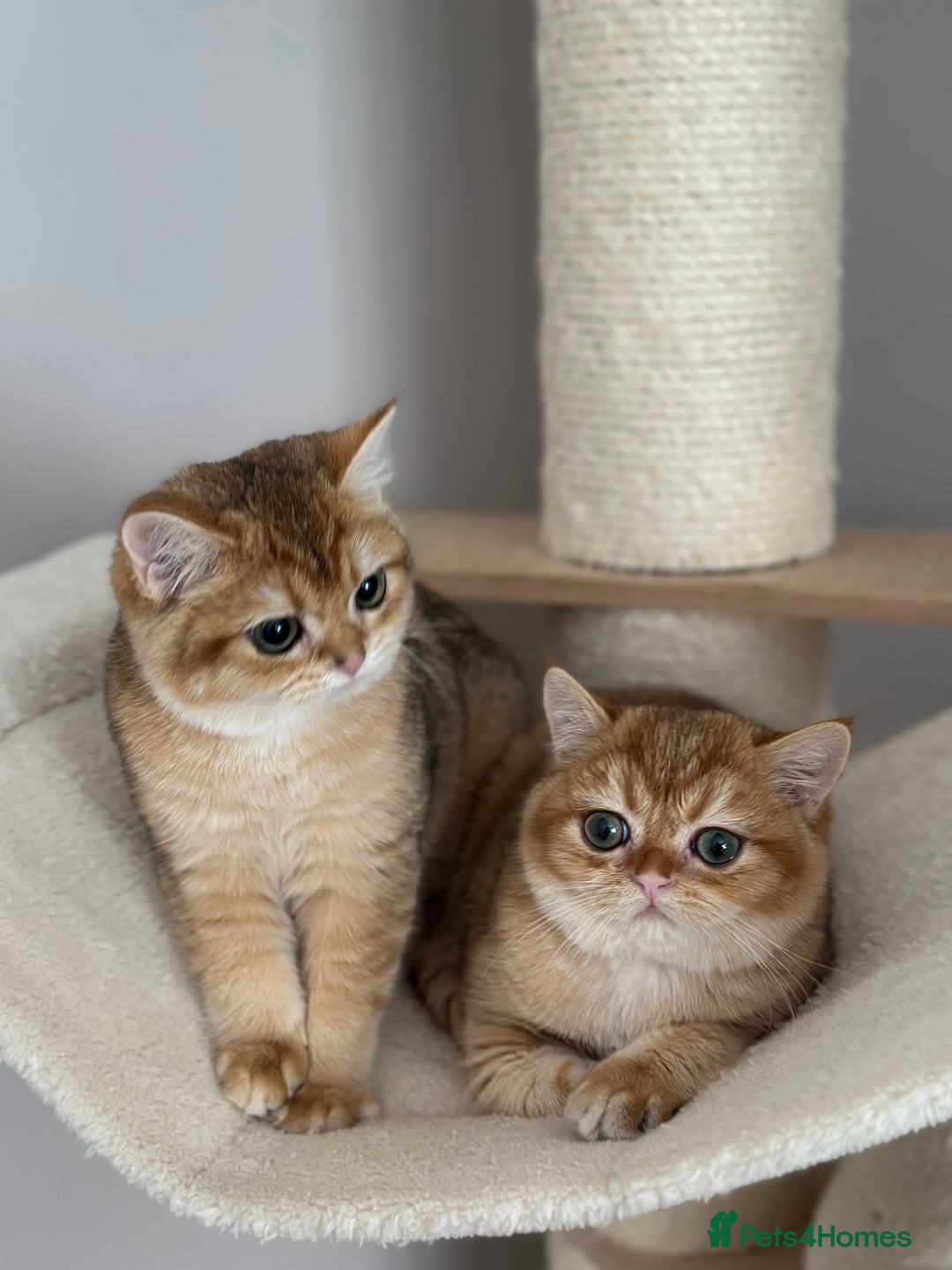 British Shorthair cats for sale: BSH golden kittens - Image 6