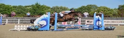 Connemara horses for sale: Dancer  - Advert 1