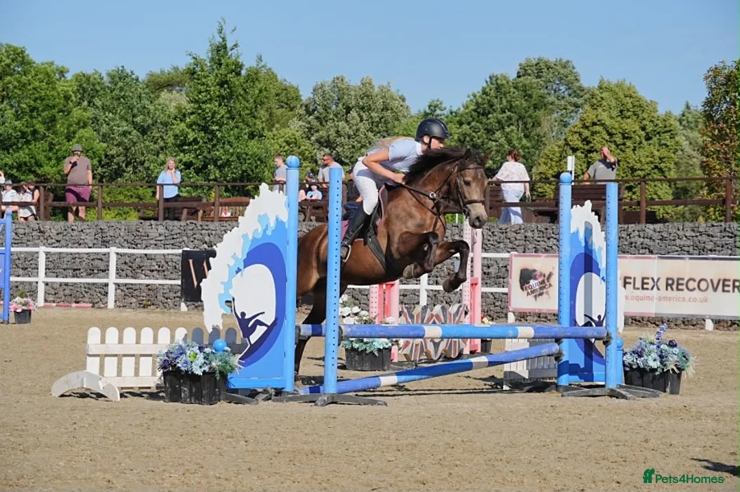 Connemara horses for sale: Dancer  - Advert 1
