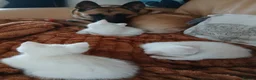 Mixed Breed cats for sale: 3 kittens for sale .2 boys and 1 girl - Advert 7