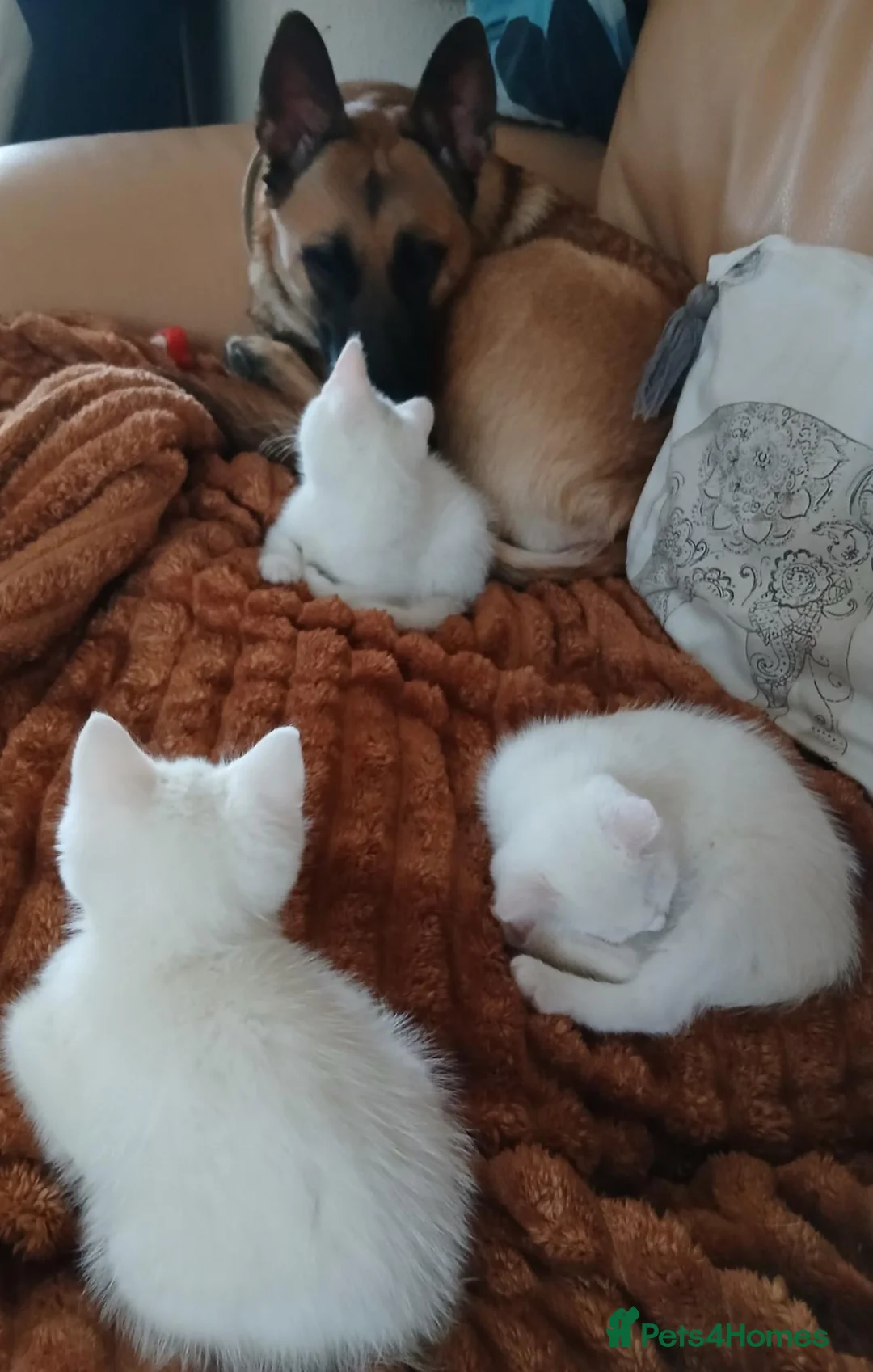 Mixed Breed cats for sale: 3 kittens for sale .2 boys and 1 girl - Advert 7