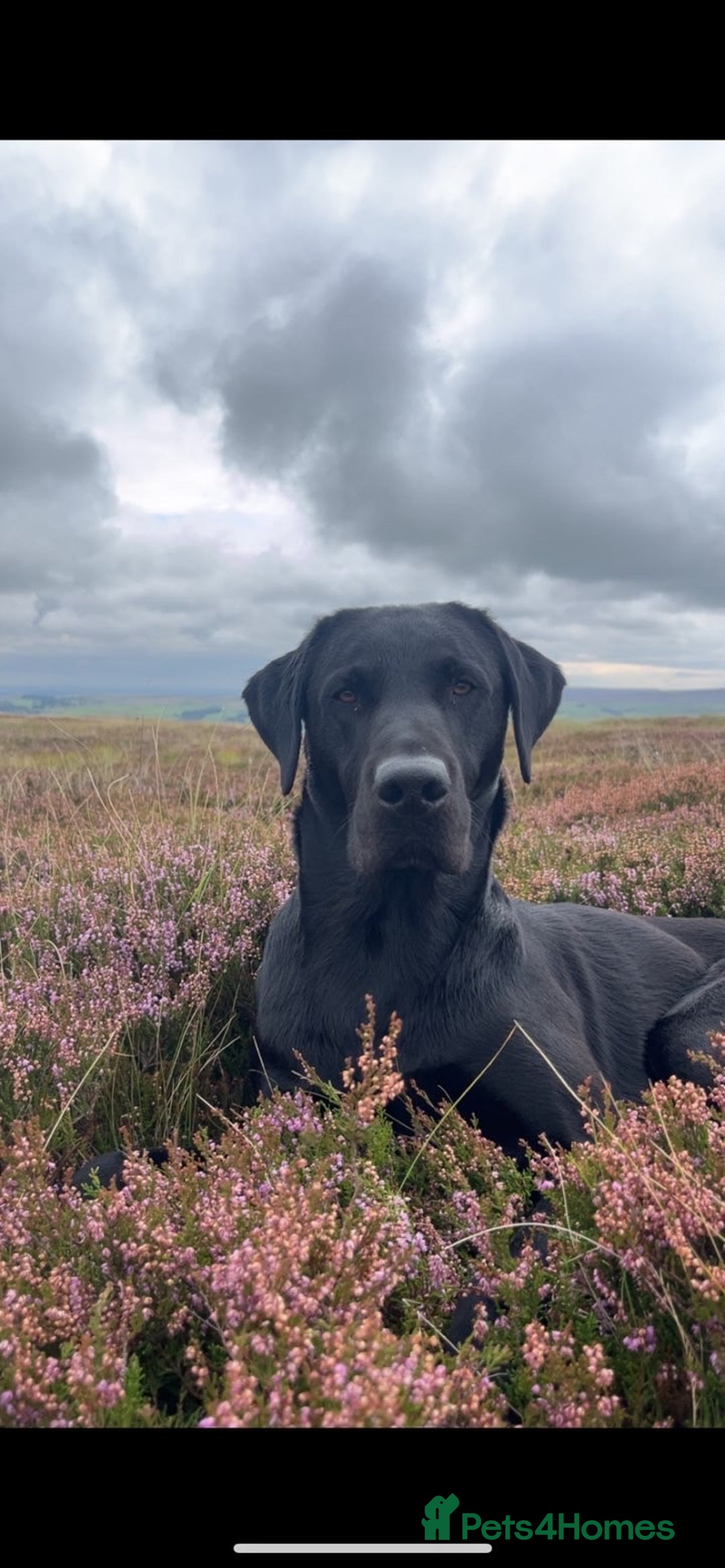Labrador Retriever dogs for stud: Black Labrador for Stud  - Advert 6