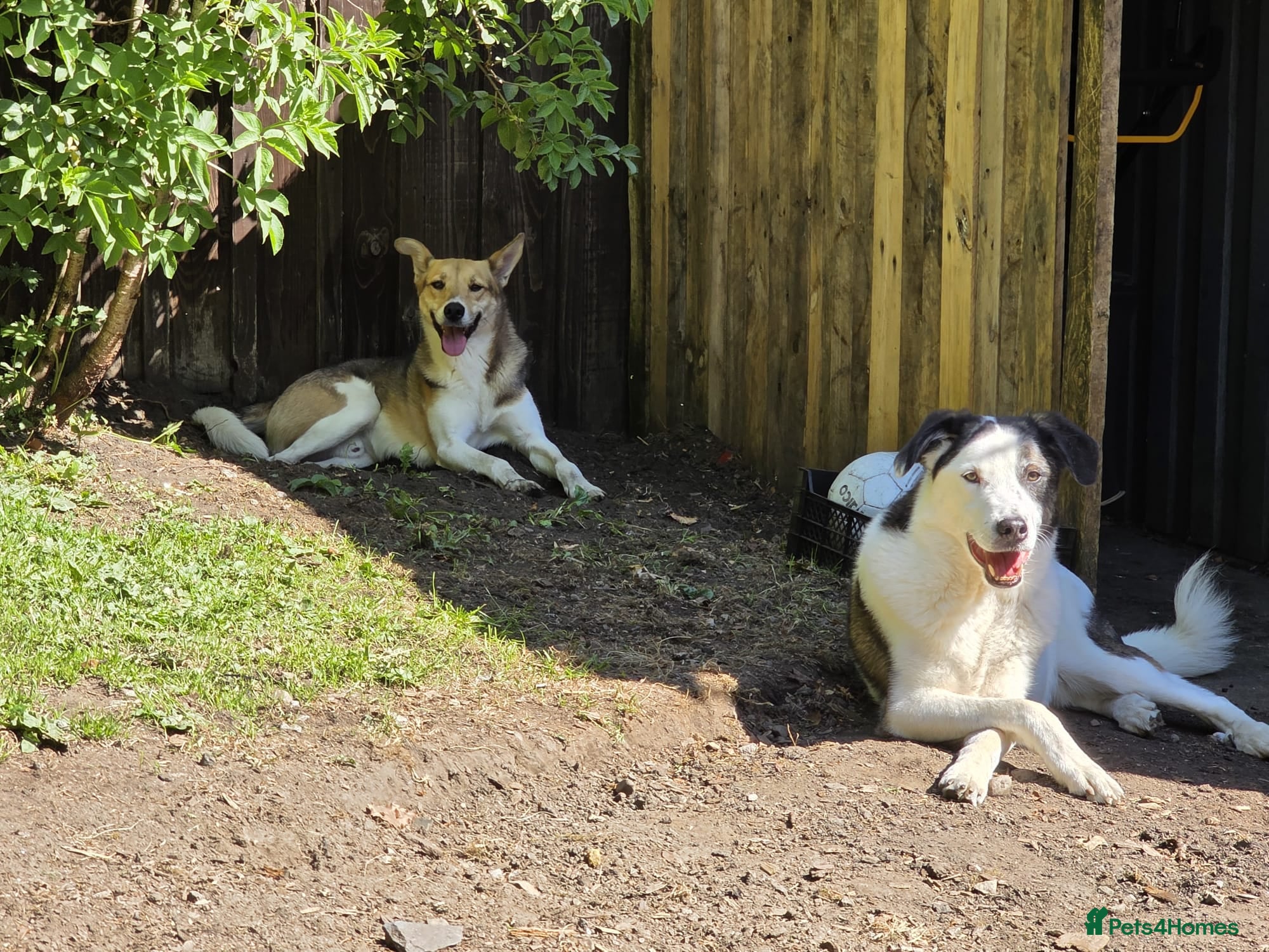 Mixed Breed dogs for adoption: Meet Greisho – the cuddly adventure‑lover in Auchterarder - Advert 4