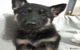 German Shepherd dogs for sale: BEAUTIFUL SABLE GERMAN SHEPHERD PUPS - Image 23