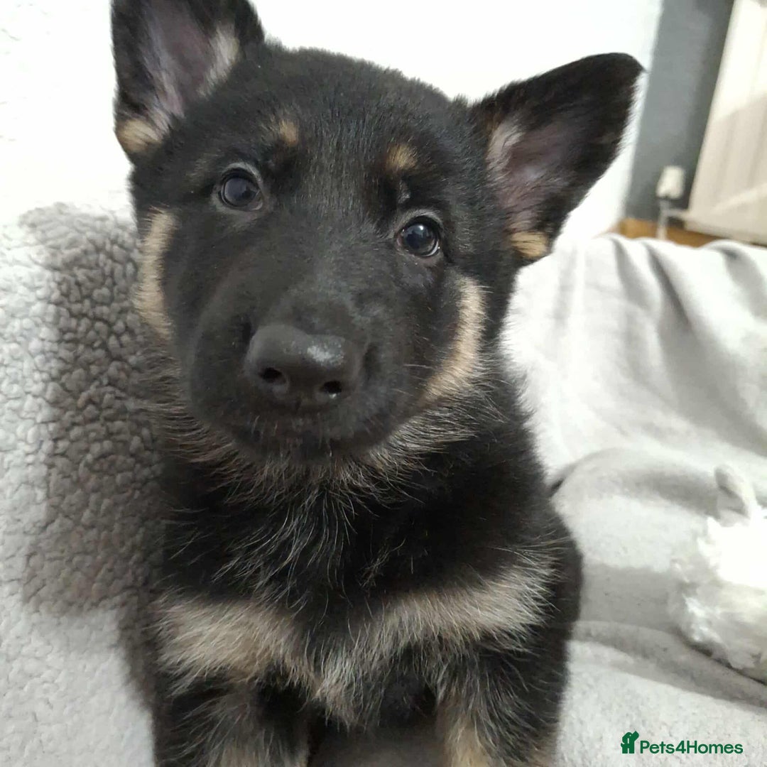 German Shepherd dogs for sale: BEAUTIFUL SABLE GERMAN SHEPHERD PUPS - Image 23