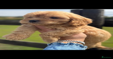 Maltipoo dogs - Advert 3