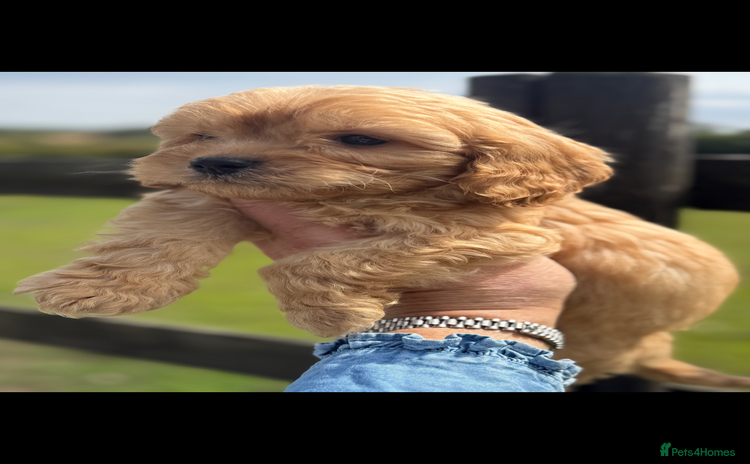 Maltipoo dogs - Advert 4