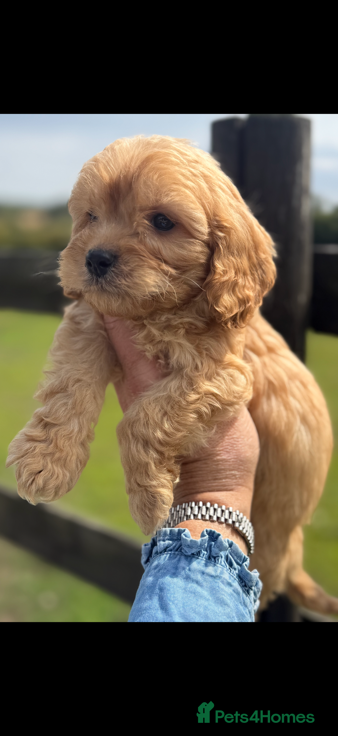 Maltipoo dogs for sale: Gorgeous healthy happy maltipoos ready now  - Image 2