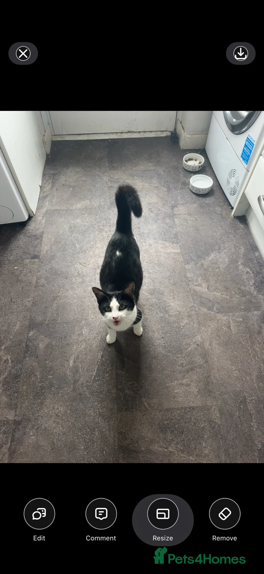 Mixed Breed cats for sale: 10 week old kitten looking for there forever home  - Advert 4