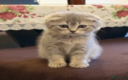 Scottish Fold cats for sale: Adorable Scottish Fold Kittens - Advert 3