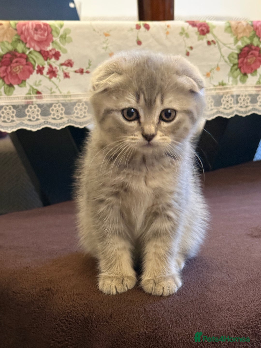 Scottish Fold cats for sale: Adorable Scottish Fold Kittens - Advert 3
