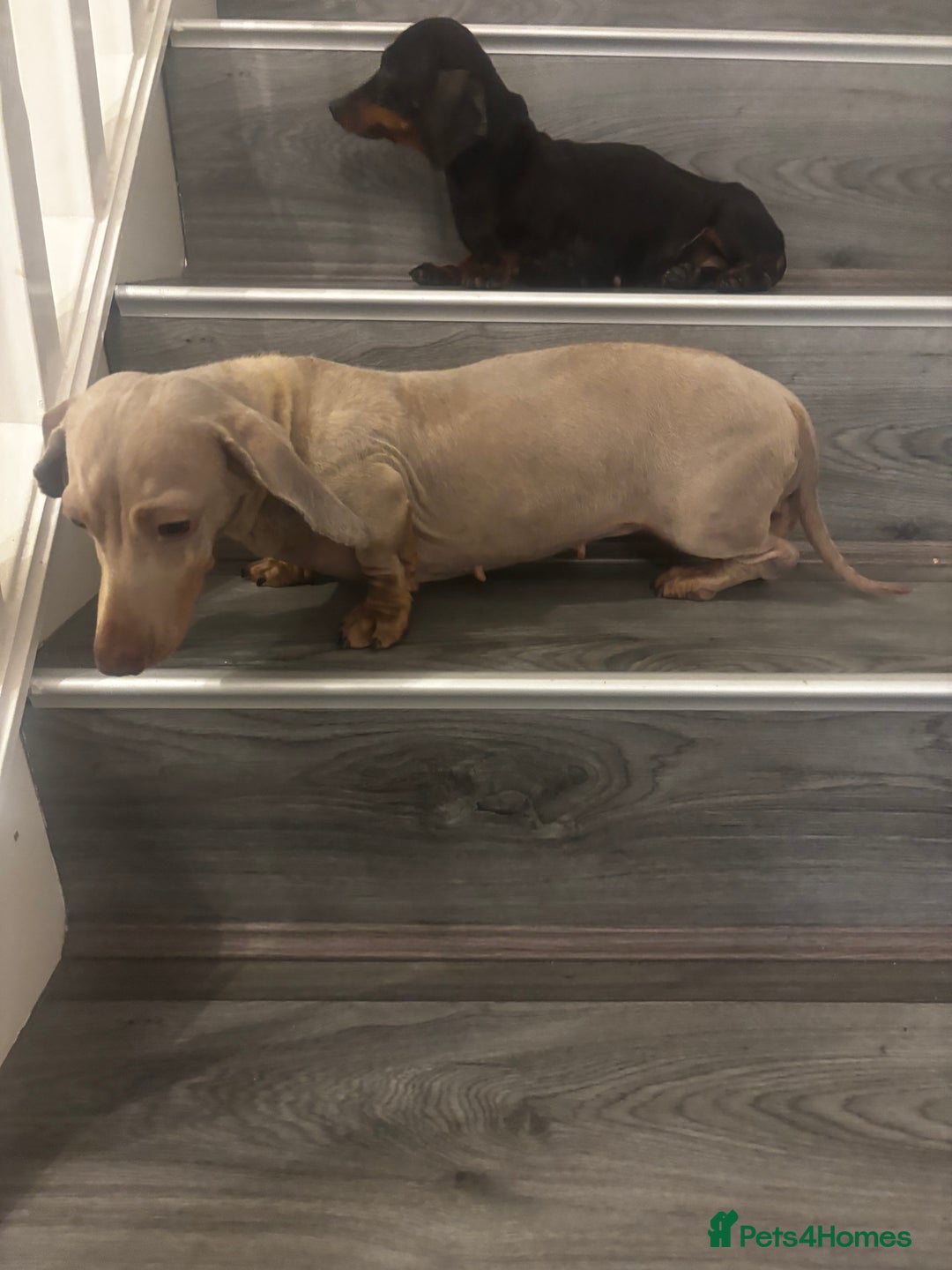 Miniature Dachshund dogs for sale: 2x ADT miniature dachshunds - Advert 1