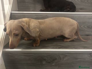 Miniature Dachshund dogs 2x miniature dachshunds - Advert 17