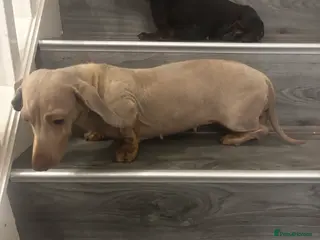 Miniature Dachshund dogs 2x miniature dachshunds - Advert 16